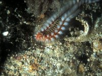 Hermodice carunculata, Bearded Fireworm